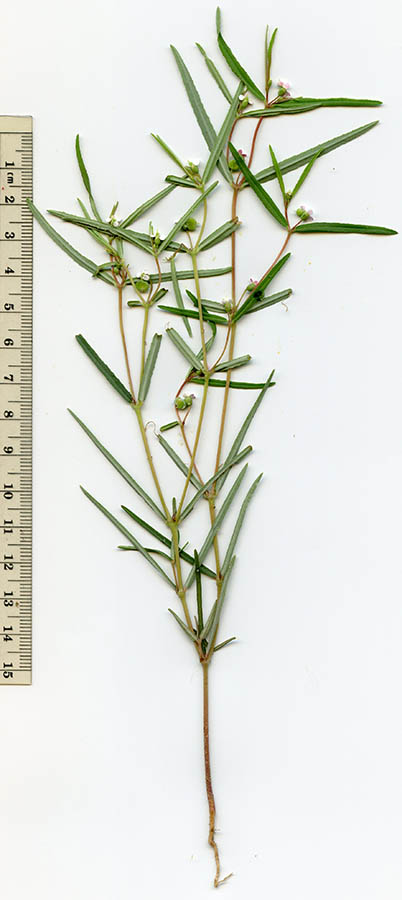  Euphorbia florida 